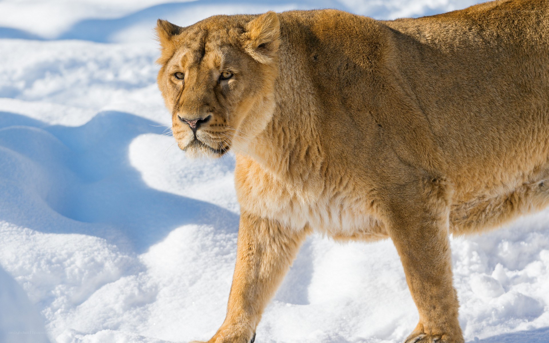 lioness in the snow