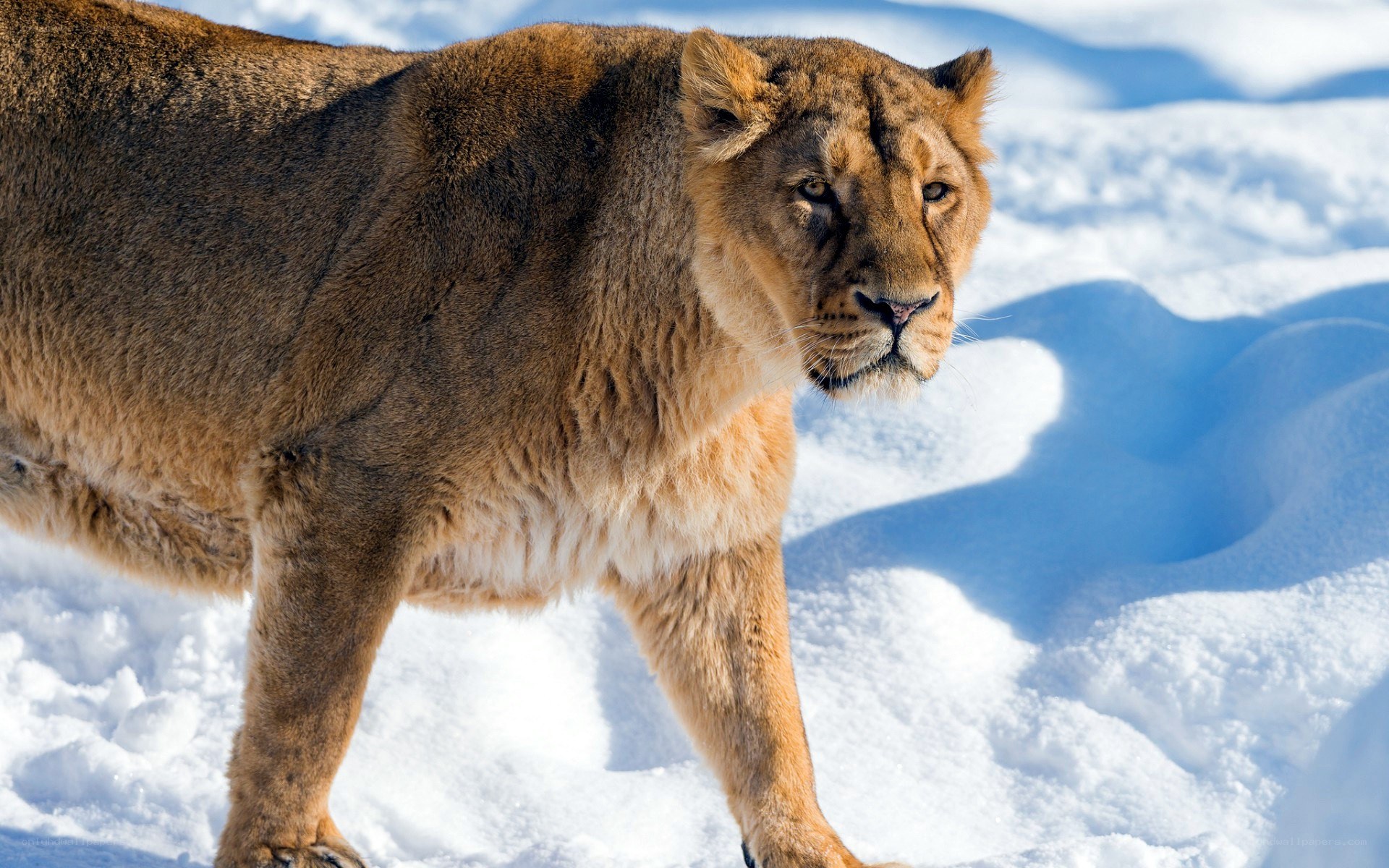 lioness in the snow
