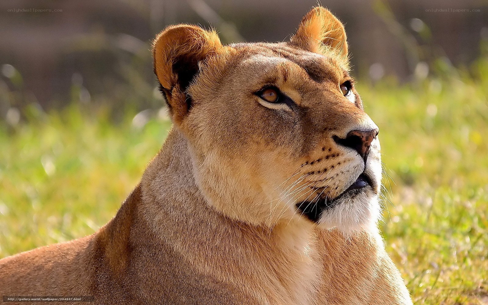Lioness in the Sunlight