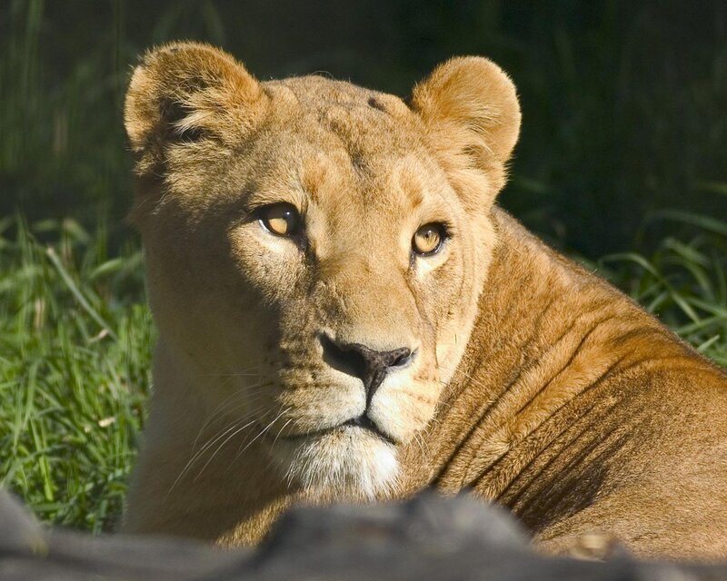 Lioness in the Sunlight