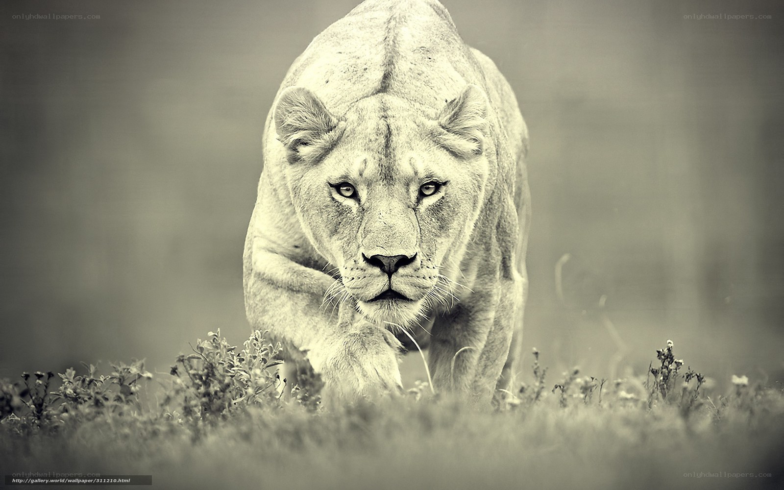 Lioness in the wild