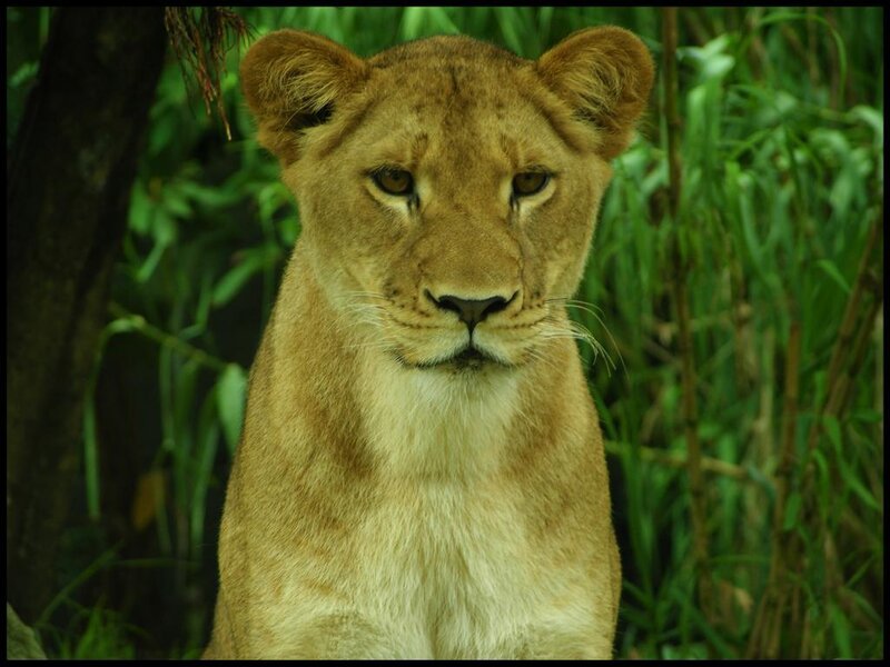 Lioness in the wild