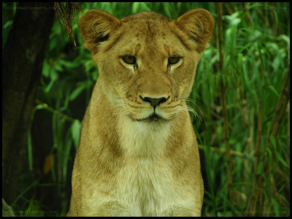 Lioness in the wild