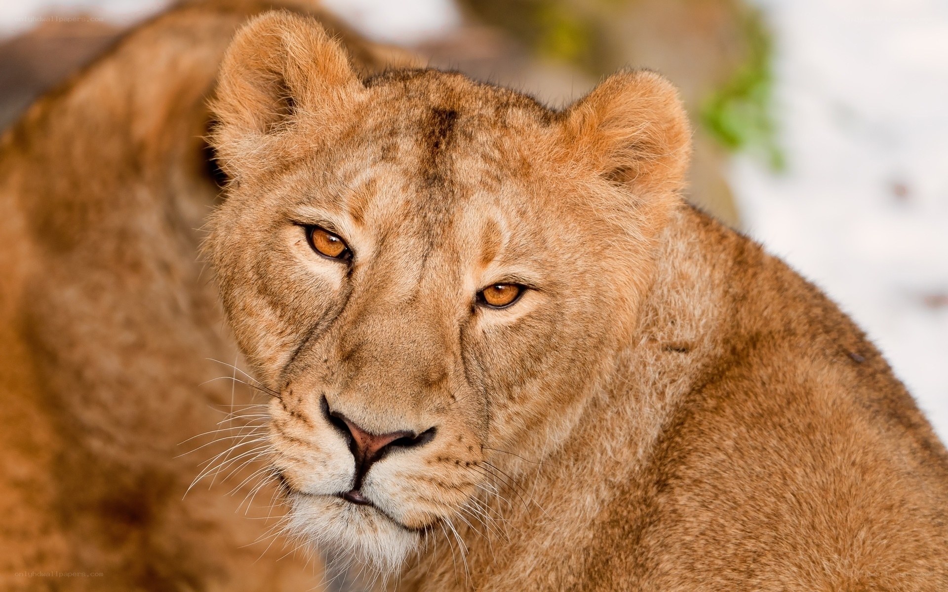 Lioness in the wild