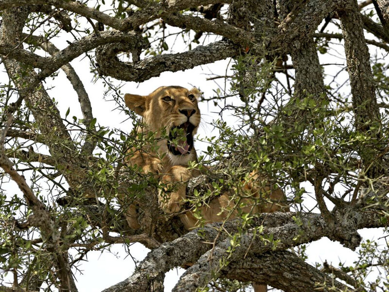 Lioness in Tree — Brown, Alert, Afternoon, Photograph