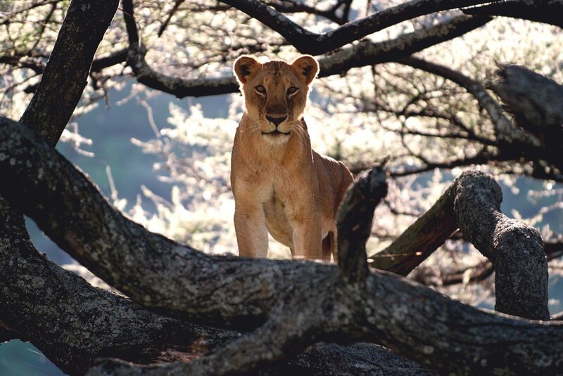 Lioness in Tree — Brown, Alert, Afternoon