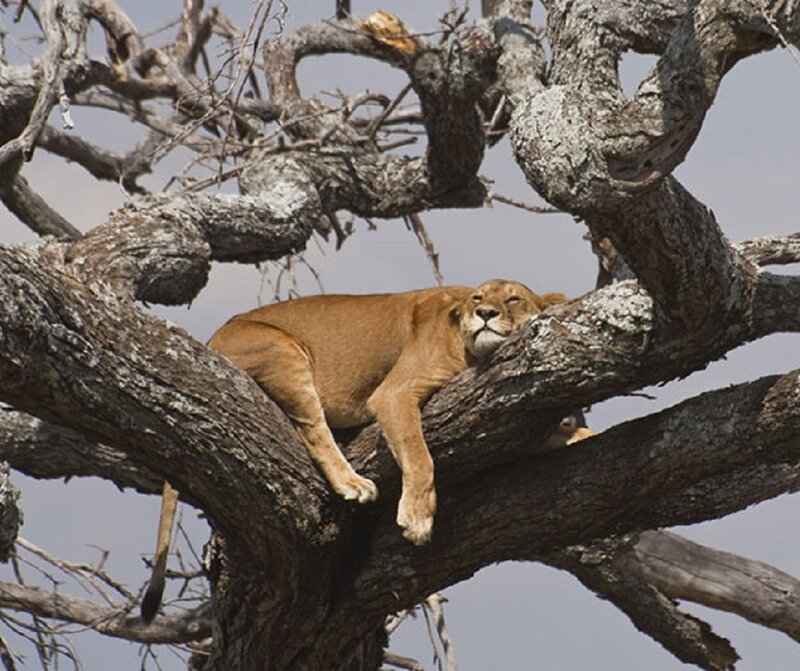 Lioness in Tree — Brown, Calm, Afternoon
