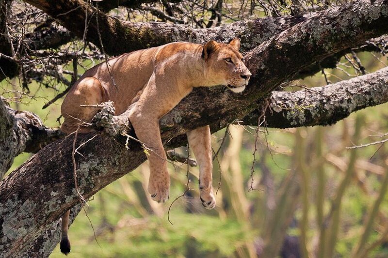 Lioness in Tree — Brown, Calm