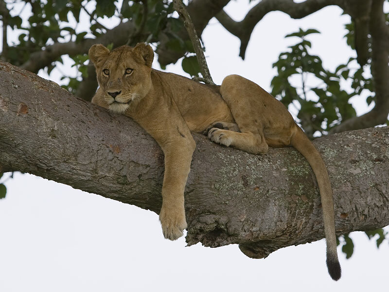 Lioness in Tree — Brown