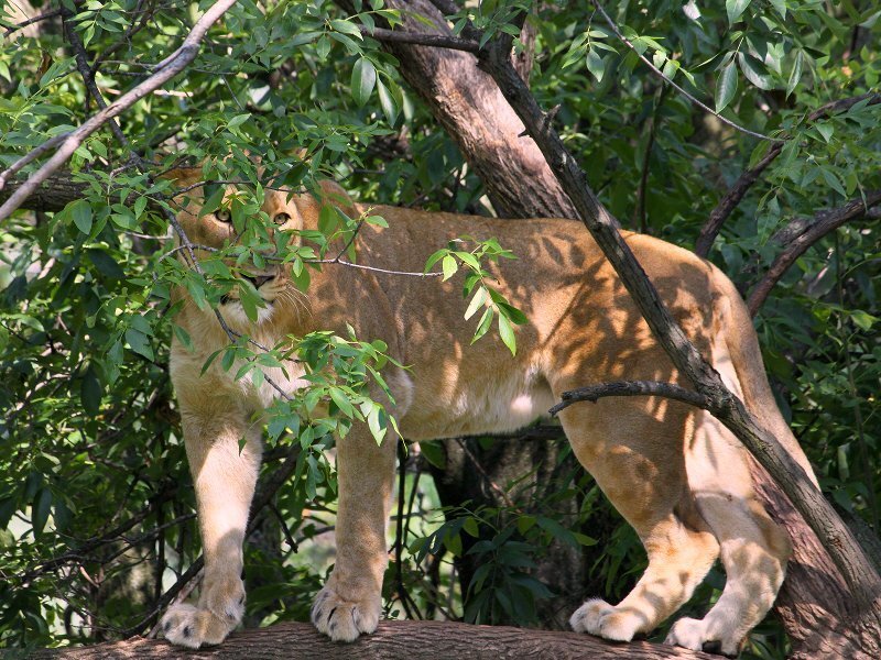 Lioness in Tree