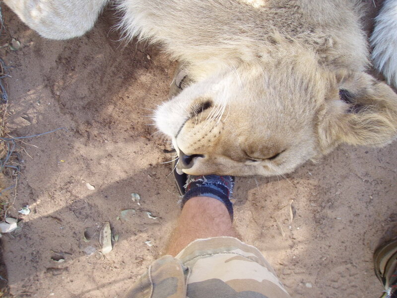 Lioness Licking Foot