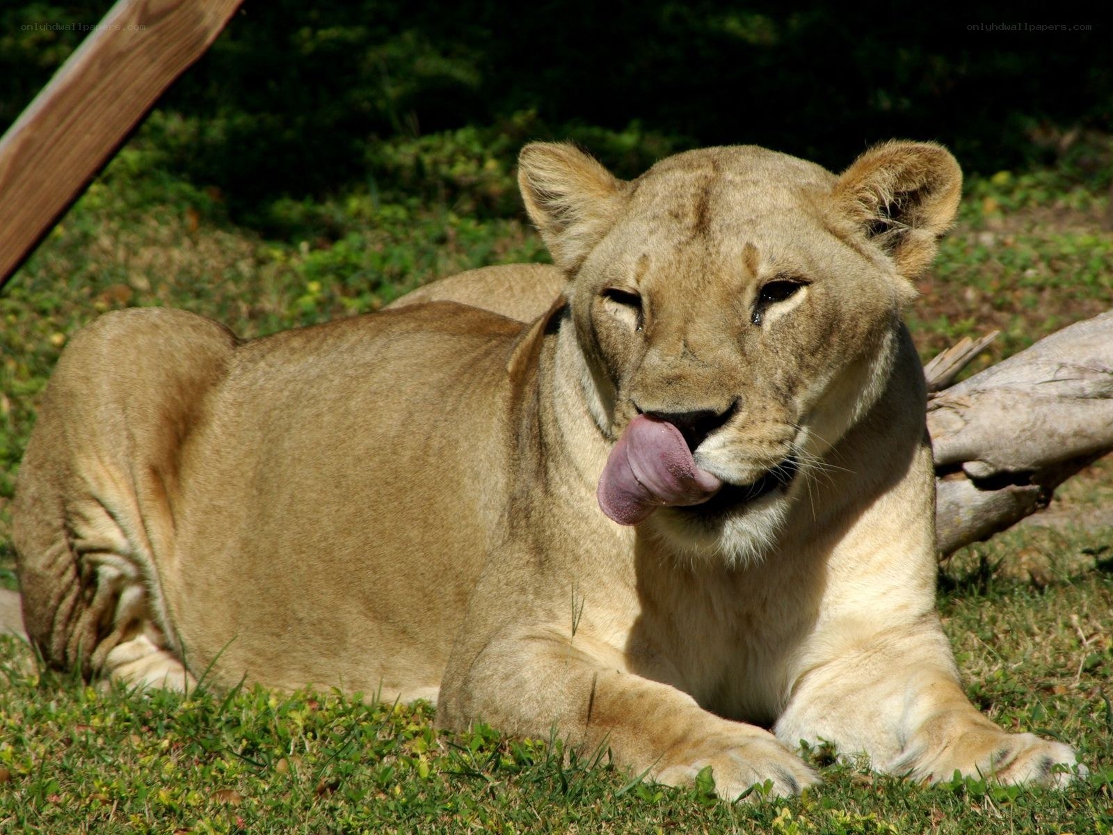 Lioness licking her nose