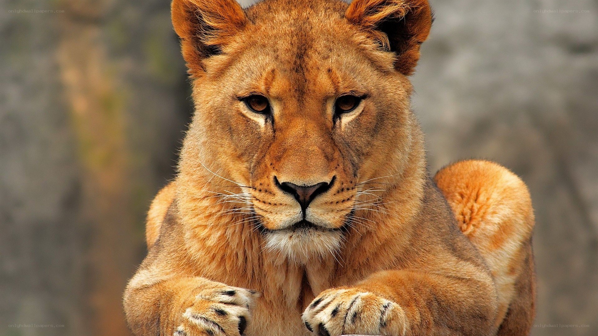 lioness looking at camera