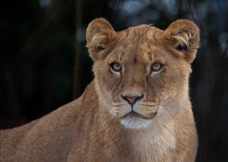 Lioness looking at camera