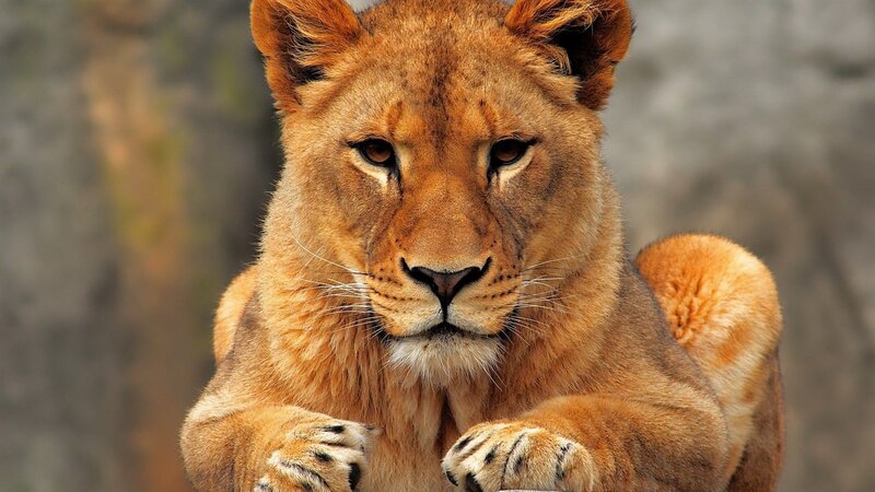 Lioness Looking Forward — Brown, Alert