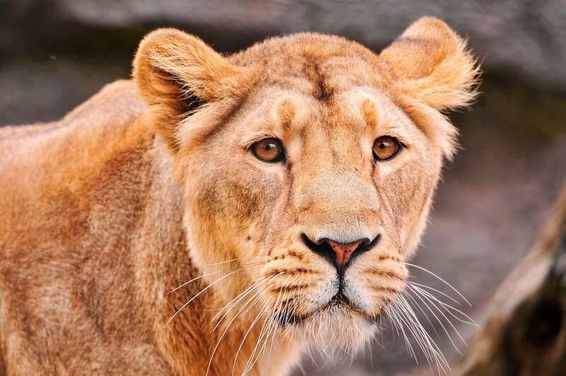 Lioness Looking Forward — Brown, Intense, Photograph