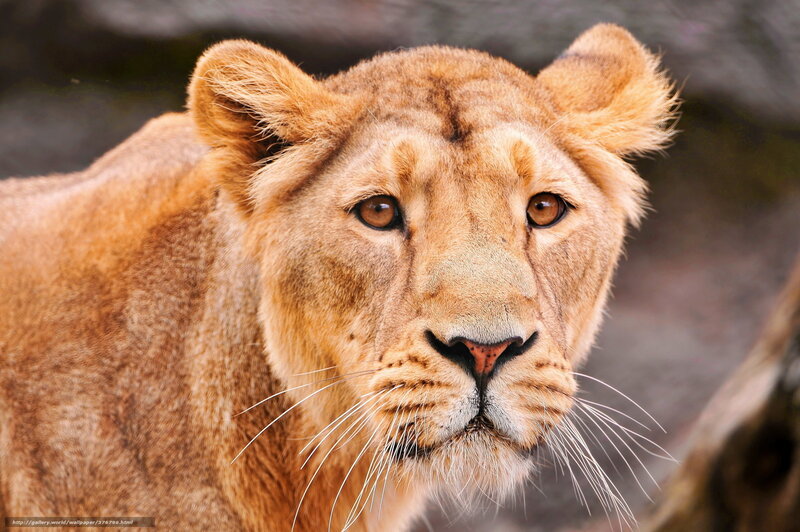 Lioness Looking Forward — Brown, Intense, Photograph, Whiskers