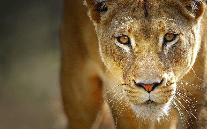 Lioness Looking Forward — Brown, Intense