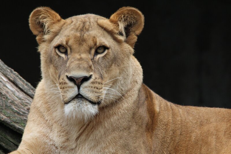 Lioness Looking Forward — Brown, Serious