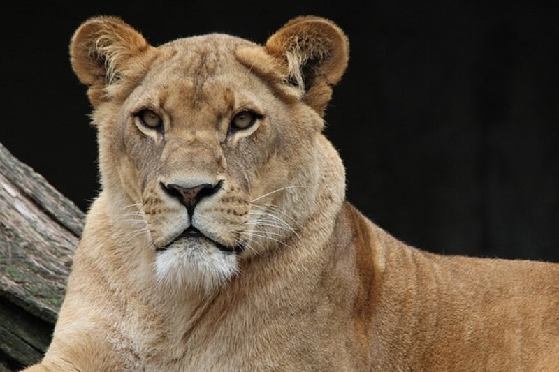 Lioness Looking Forward — Brown