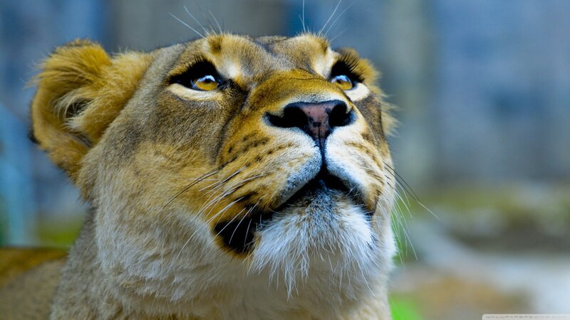 Lioness Looking Up — Brown, Alert, Photograph