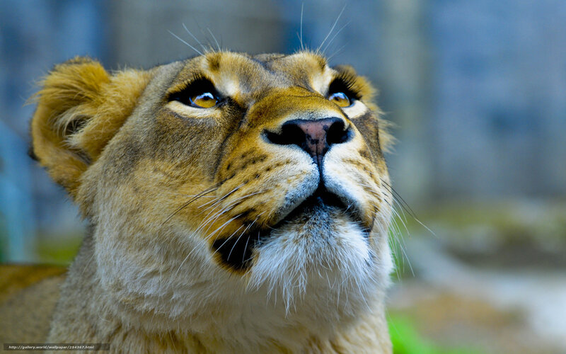 Lioness Looking Up — Brown, Alert, Photograph, Whiskers