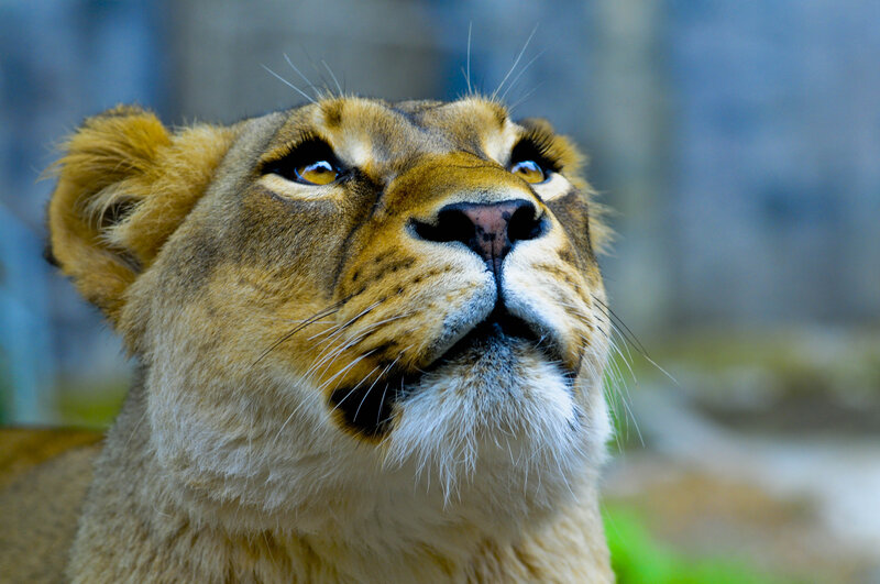 Lioness Looking Up — Brown, Alert