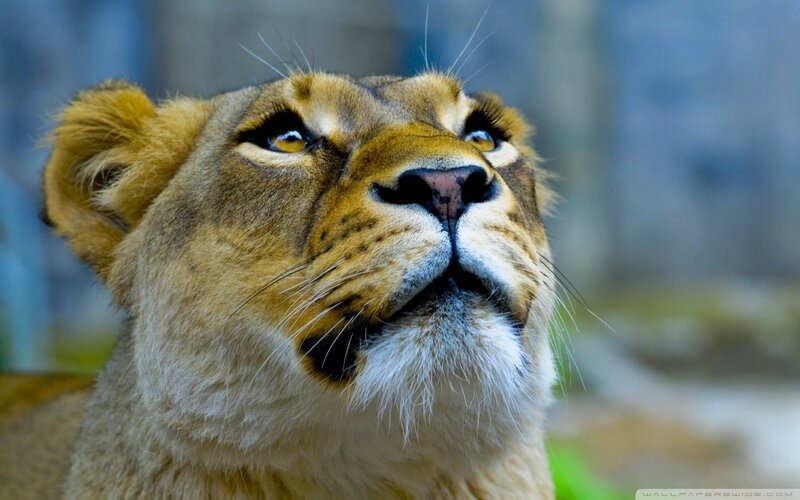 Lioness Looking Up