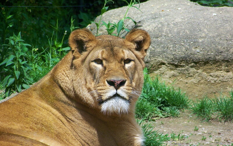 Lioness Lying Down — Brown, Calm, Afternoon, Photograph, Grass