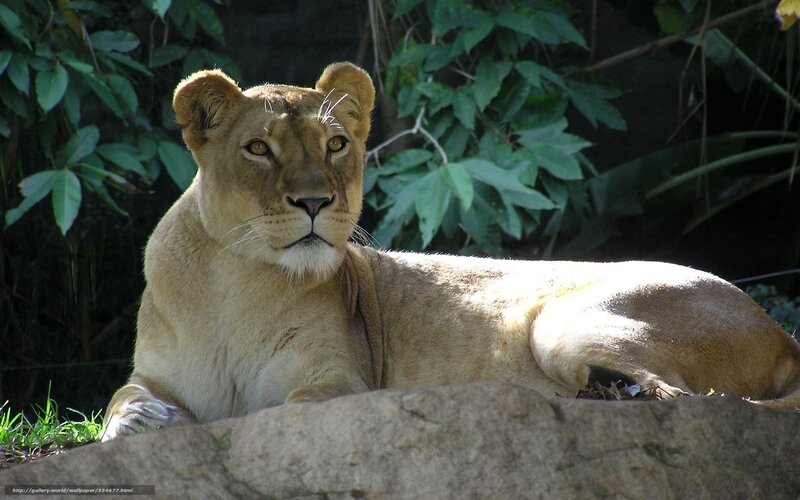 Lioness Lying Down — Brown, Calm, Afternoon, Photograph, Leaves, Rock