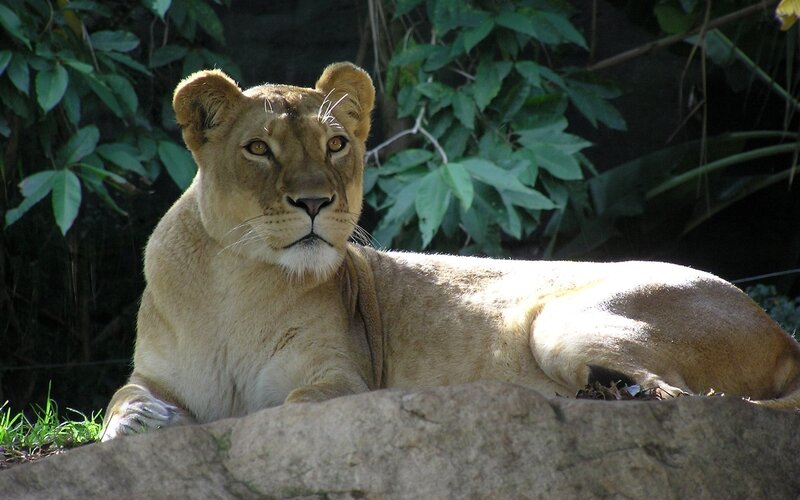 Lioness Lying Down — Brown, Calm, Afternoon, Photograph, Leaves