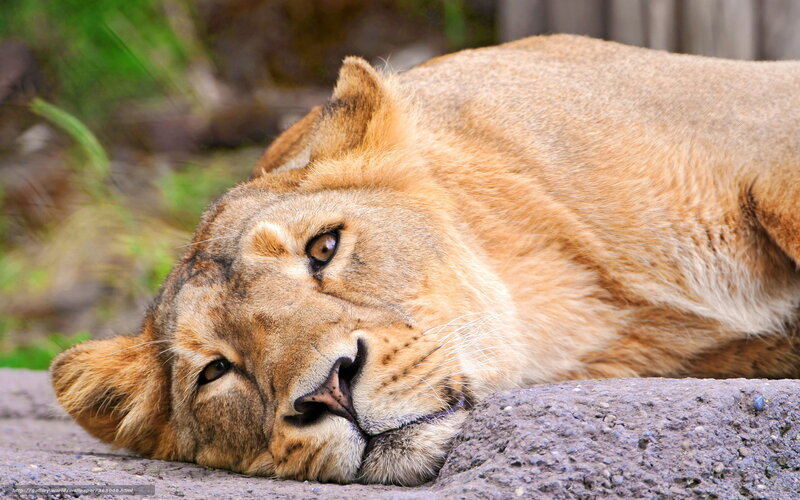 Lioness Lying Down — Brown, Calm, Afternoon, Photograph, Rock