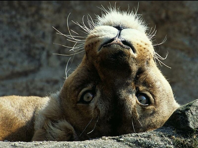 Lioness Lying Down — Brown, Calm, Afternoon, Photograph