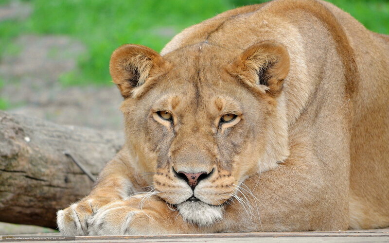 Lioness Lying Down — Brown, Calm, Photograph, Log, Grass