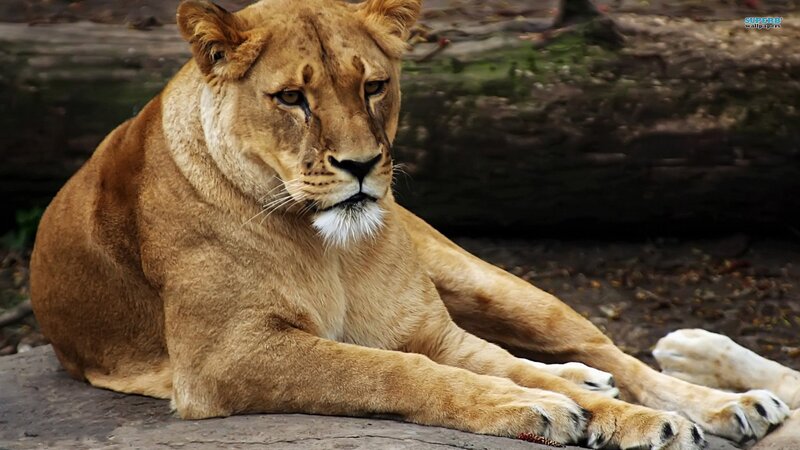 Lioness Lying Down — Brown, Calm, Photograph, Log, Ground