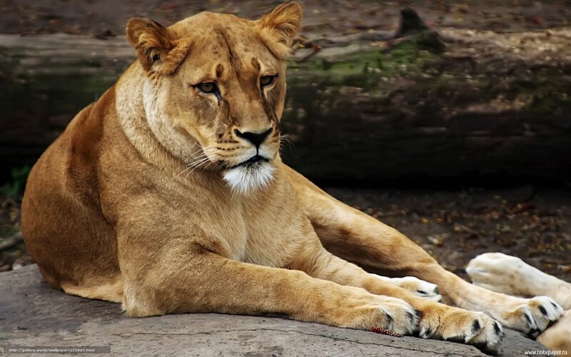 Lioness Lying Down — Brown, Calm, Photograph, Log, Rock