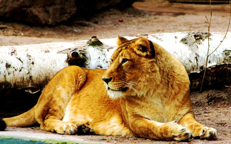 Lioness Lying Down — Brown, Calm, Photograph, Log