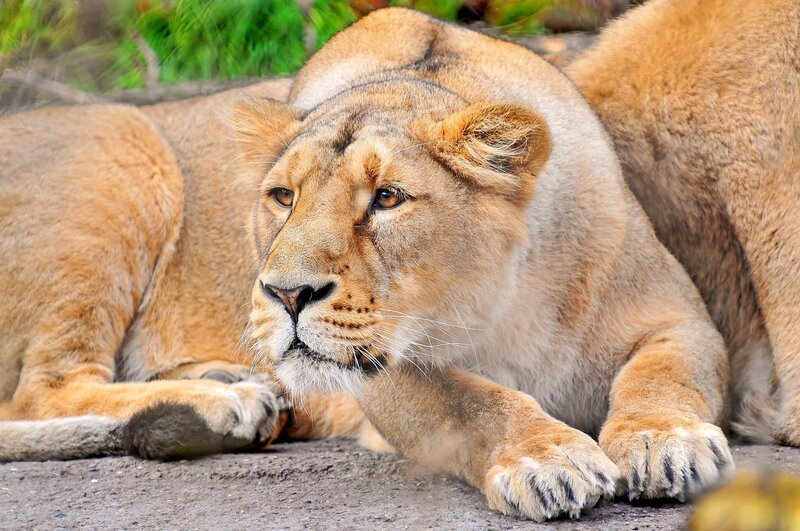 Lioness Lying Down — Brown, Calm, Photograph, Paws, Grass