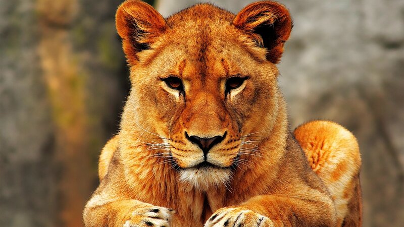 Lioness Lying Down — Brown, Calm, Photograph, Paws, Whiskers