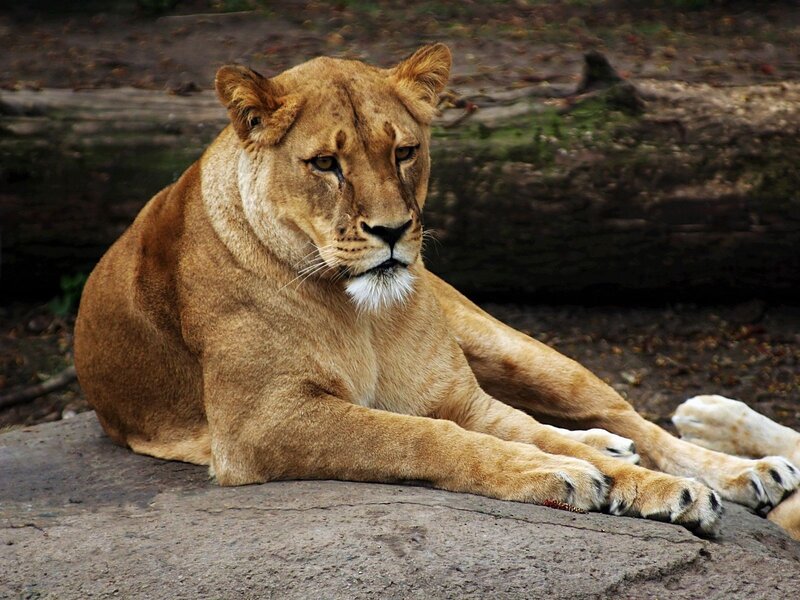 Lioness Lying Down — Brown, Calm, Photograph, Rock, Log, Ground, Gray
