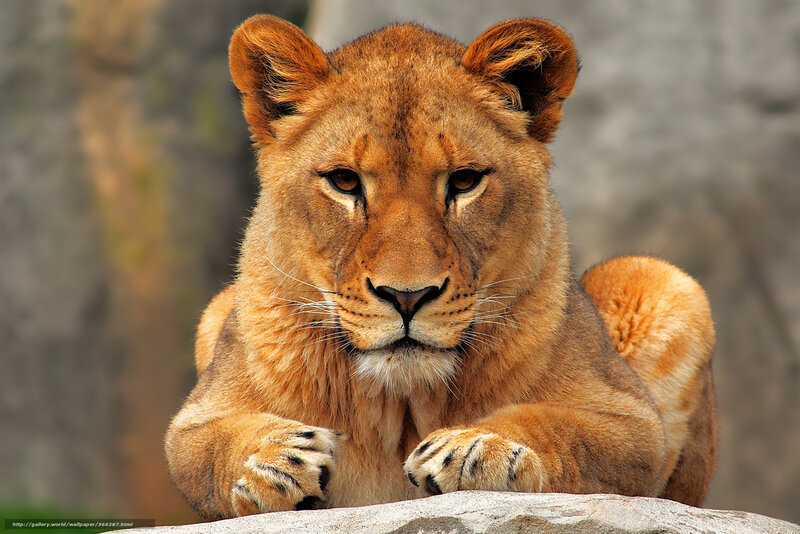Lioness Lying Down — Brown, Calm, Photograph, Rock, Whiskers