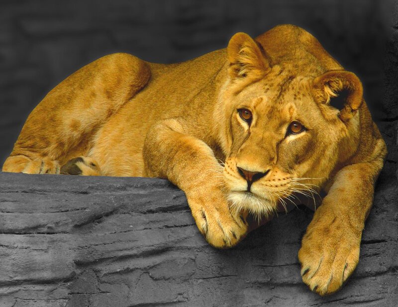 Lioness Lying Down — Brown, Calm, Photograph