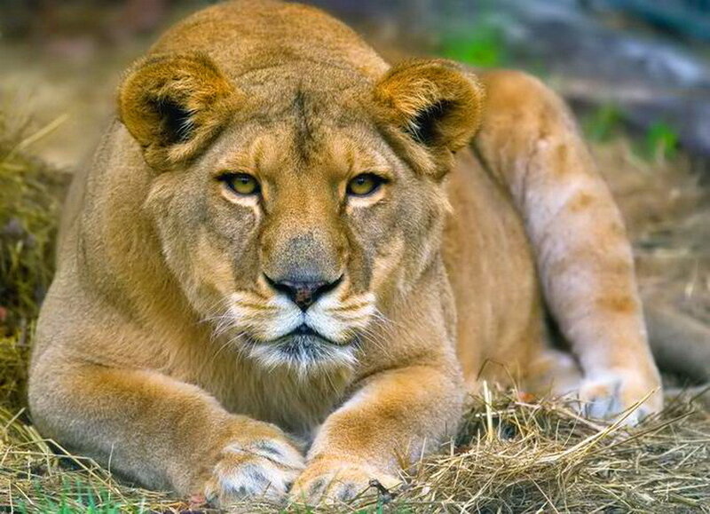 Lioness Lying Down — Brown, Calm