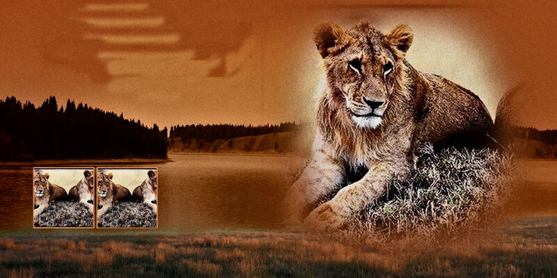 Lioness Lying Down — Brown, Dramatic