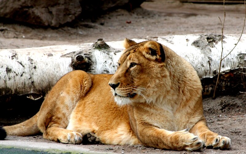 Lioness Lying Down — Brown