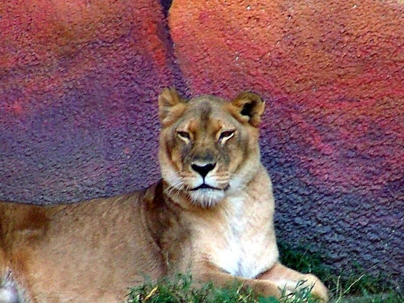 Lioness Lying Down