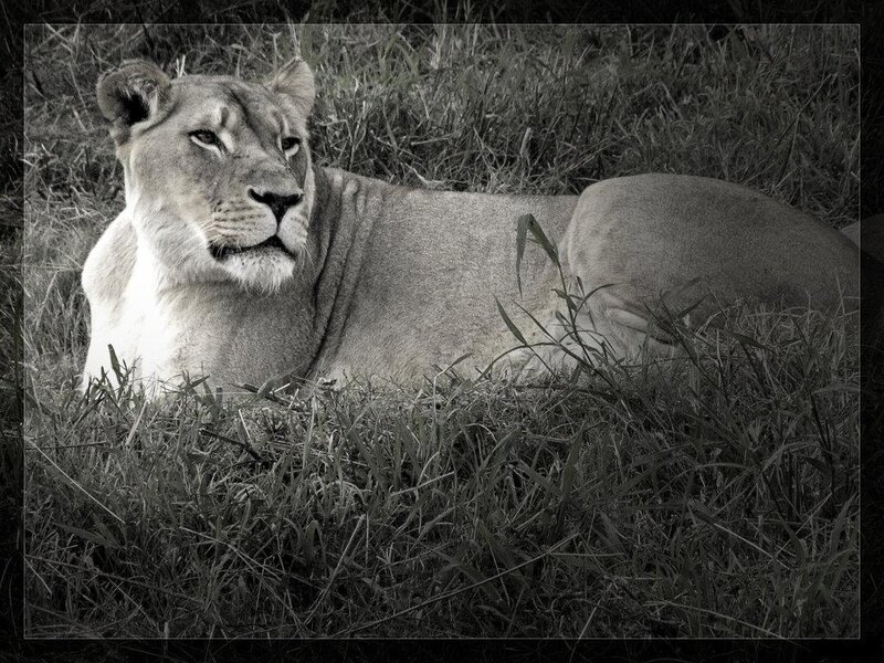 Lioness Lying in Grass — Black