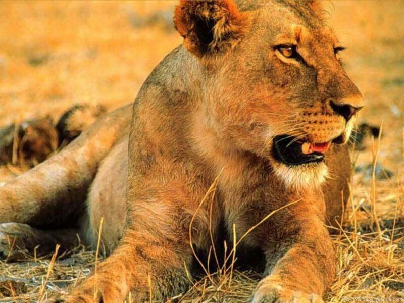 Lioness Lying in Grass — Brown, Calm, Afternoon, Photograph, Dirt