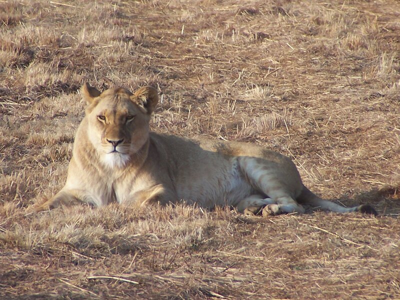 Lioness Lying in Grass — Brown, Calm, Afternoon