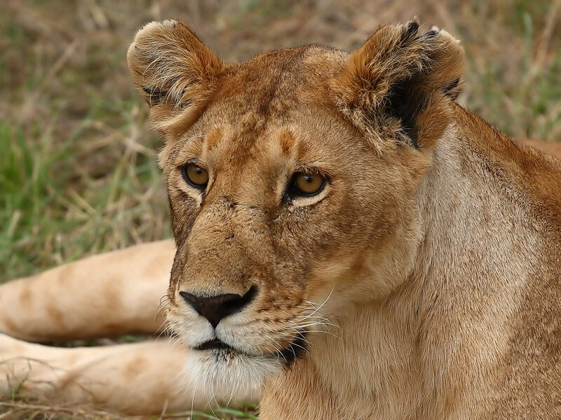 Lioness Lying in Grass — Brown, Calm